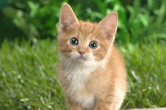 1508297748443423.gif bxnvchsd.gif