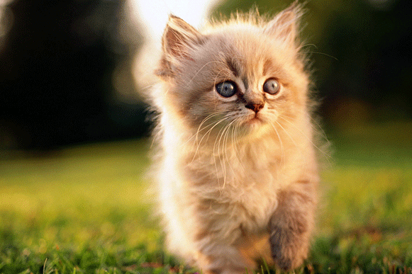 1522143816762096.gif dffffffffffffff.gif