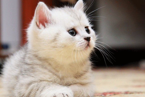 1523265187899238.gif 2165fghnjk.gif