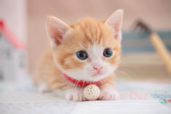 1523527287159391.gif cvbghjkl.gif