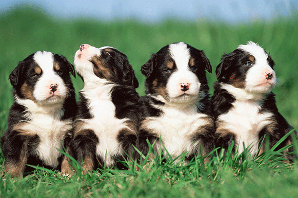 1523872446565978.gif 4499633_234733192000_2.gif