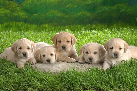 1524128827181660.gif XSDFTGHJ12458.gif