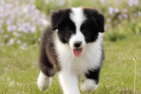 1524212156309184.gif kljjjuo.gif