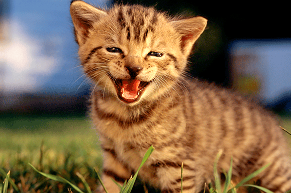 1524646524726552.gif kllllllllllllllllui.gif