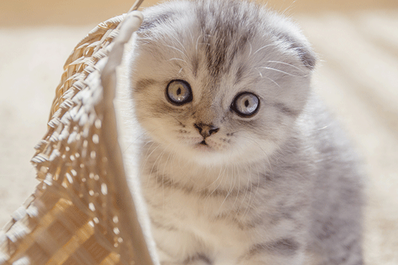 1525250081660058.gif ghuy7u.gif